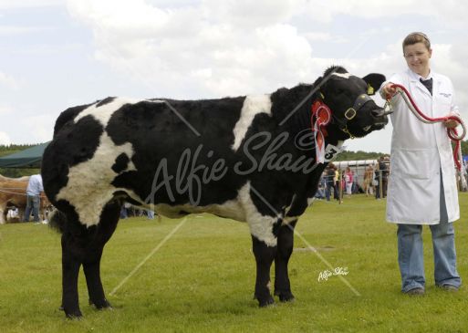 Champion of Any other Breeds, Armagh Show exhibited by Naomi Gregg, Ballybollen Charolette